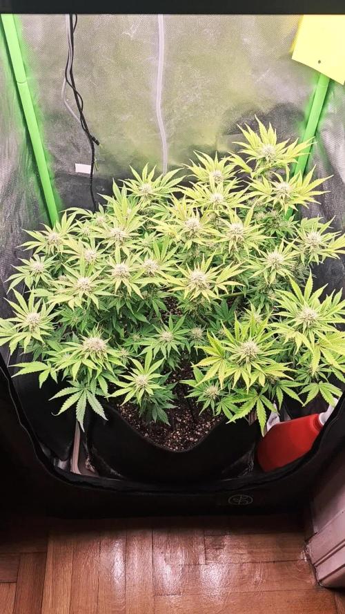 Banana Purple Punch Auto RF3 organic.