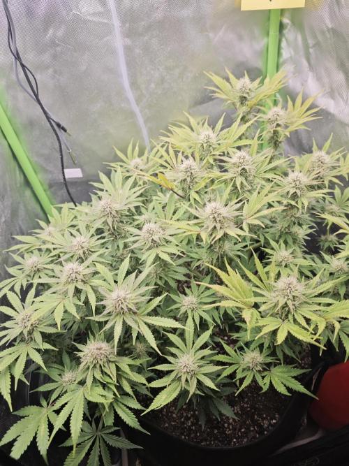 Banana Purple Punch Auto RF3 organic.. Week 7 - Banana Purple Punch Auto RF3