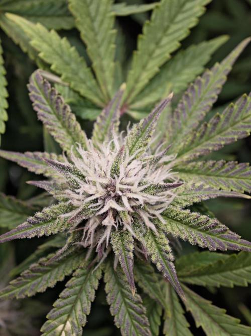 Banana Purple Punch Auto RF3 organic.. Week 7 - Banana Purple Punch Auto RF3