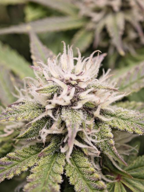 Banana Purple Punch Auto RF3 organic.. Week 7 - Banana Purple Punch Auto RF3