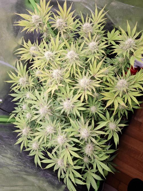 Banana Purple Punch Auto RF3 organic.. Week 7