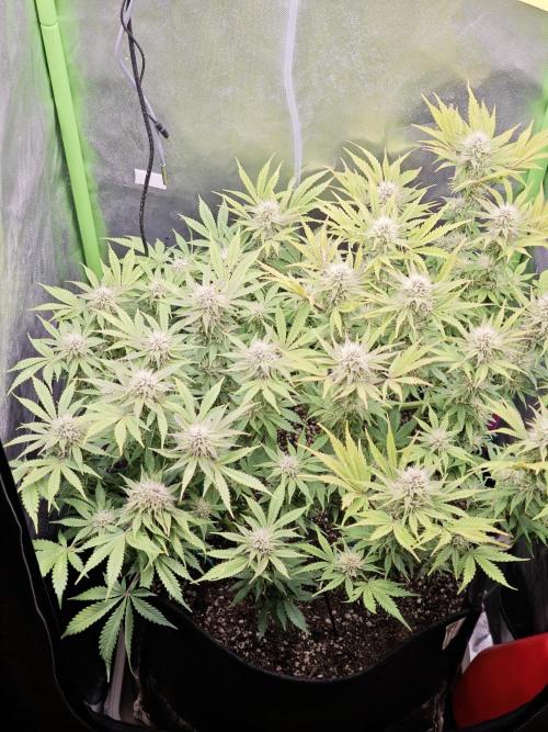 Banana Purple Punch Auto RF3 organic.. Week 7