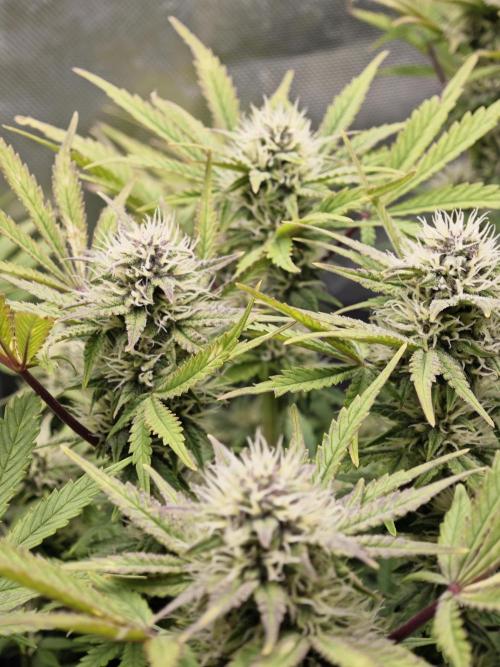 Banana Purple Punch Auto RF3 organic.. Week 7