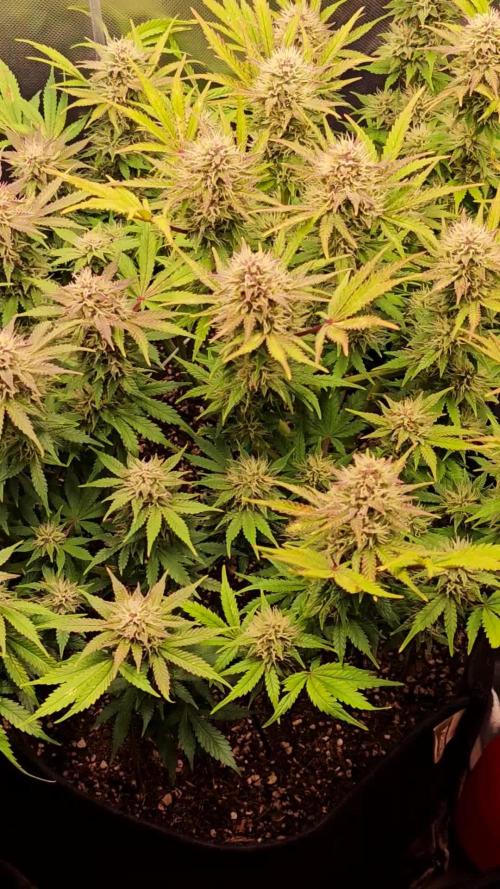 Banana Purple Punch Auto RF3 organic.