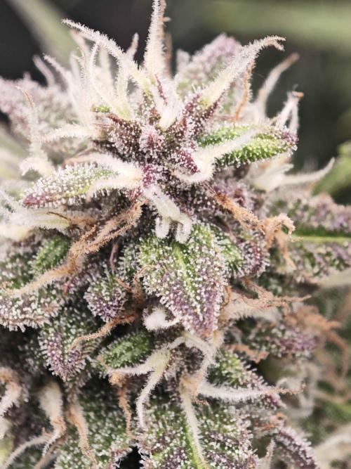 Banana Purple Punch Auto RF3 organic.. Week 9 - Banana Purple Punch Auto RF3