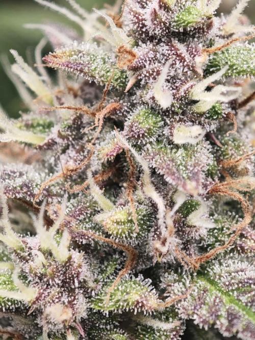 Banana Purple Punch Auto RF3 organic.. Week 9 - Banana Purple Punch Auto RF3