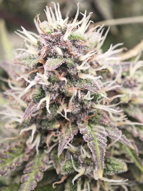 Banana Purple Punch Auto RF3 organic.. Week 9 - Banana Purple Punch Auto RF3