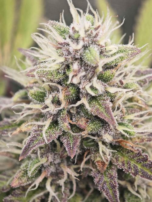 Banana Purple Punch Auto RF3 organic.. Week 9 - Banana Purple Punch Auto RF3