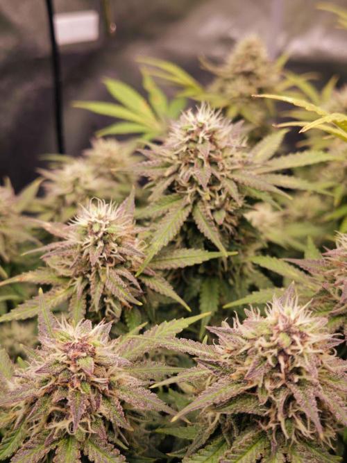 Banana Purple Punch Auto RF3 organic.. Week 9 - Banana Purple Punch Auto RF3