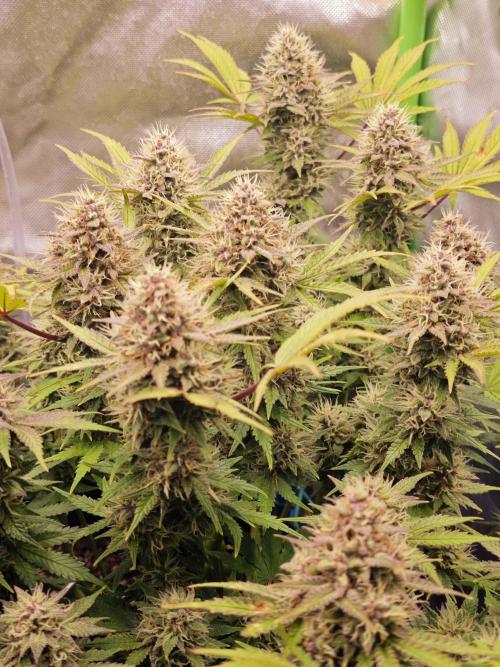 Banana Purple Punch Auto RF3 organic.. Week 9 - Banana Purple Punch Auto RF3