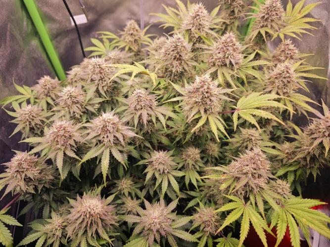 Banana Purple Punch Auto RF3 organic.. Week 9 - Banana Purple Punch Auto RF3