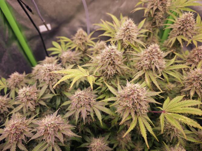 Banana Purple Punch Auto RF3 organic.. Week 9 - Banana Purple Punch Auto RF3