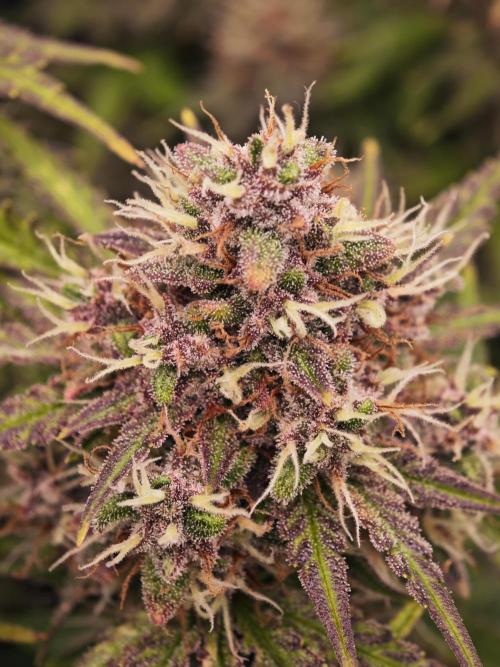 Banana Purple Punch Auto RF3 organic.. Week 9 - Banana Purple Punch Auto RF3