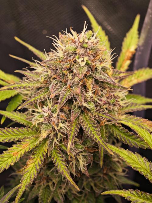 Banana Purple Punch Auto RF3 organic.. Week 9 - Banana Purple Punch Auto RF3