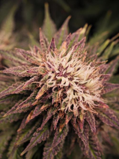 Banana Purple Punch Auto RF3 organic.. Week 9 - Banana Purple Punch Auto RF3