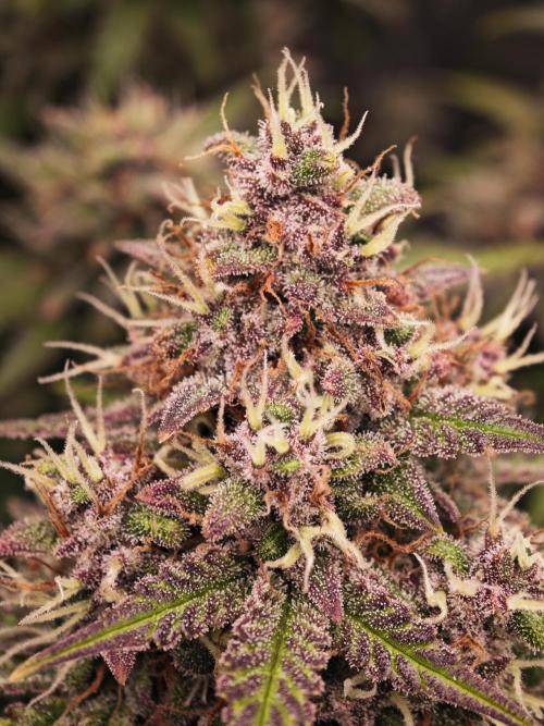 Banana Purple Punch Auto RF3 organic.. Week 9 - Banana Purple Punch Auto RF3