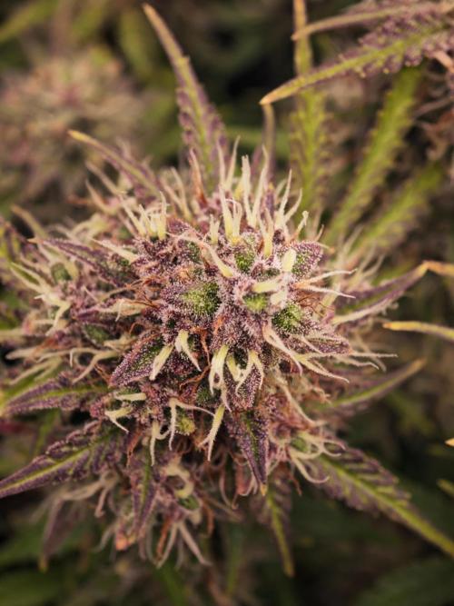 Banana Purple Punch Auto RF3 organic.. Week 9 - Banana Purple Punch Auto RF3