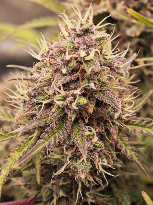 Banana Purple Punch Auto RF3 organic.. Week 9 - Banana Purple Punch Auto RF3