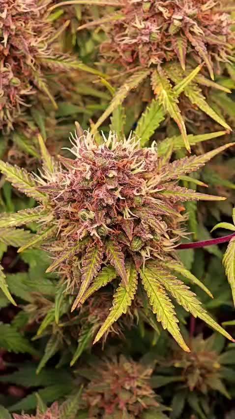 Banana Purple Punch Auto RF3 organic.