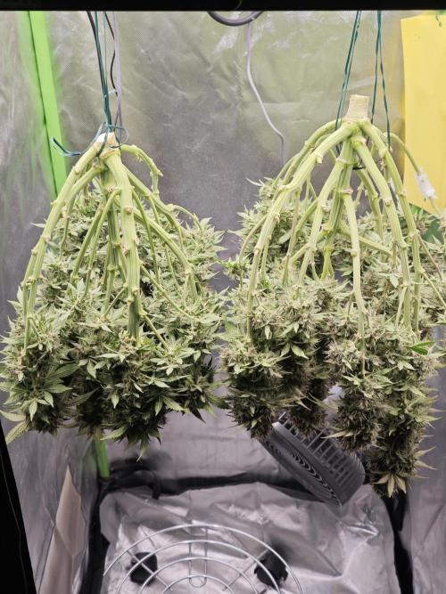 Banana Purple Punch Auto RF3 organic.. Week 10 - Banana Purple Punch Auto RF3