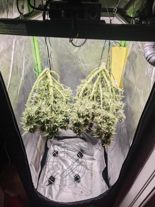 Banana Purple Punch Auto RF3 organic.. Week 10