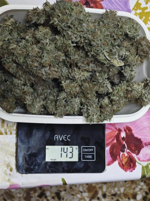 Banana Purple Punch Auto RF3 organic.. Week 11 - Banana Purple Punch Auto RF3