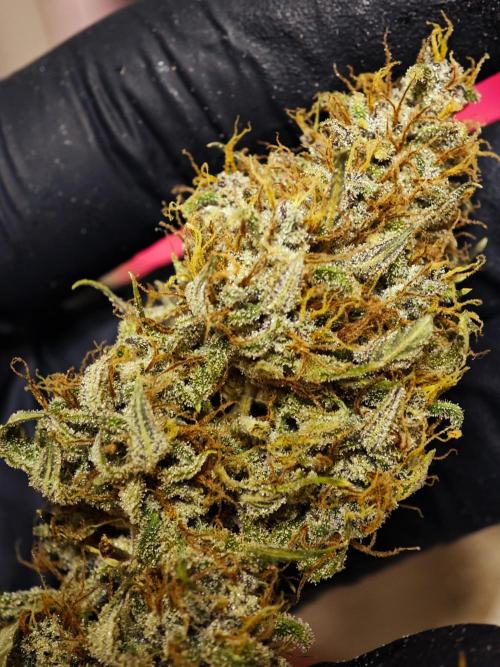 Banana Purple Punch Auto RF3 organic.. Week 11 - Banana Purple Punch Auto RF3