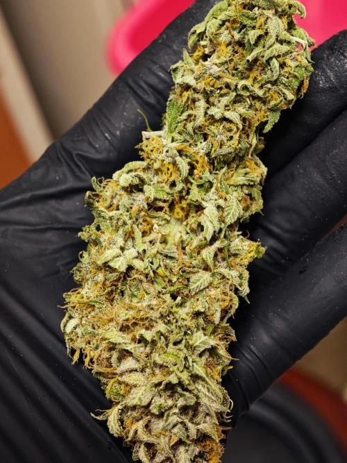 Banana Purple Punch Auto RF3 organic.. Week 11 - Banana Purple Punch Auto RF3