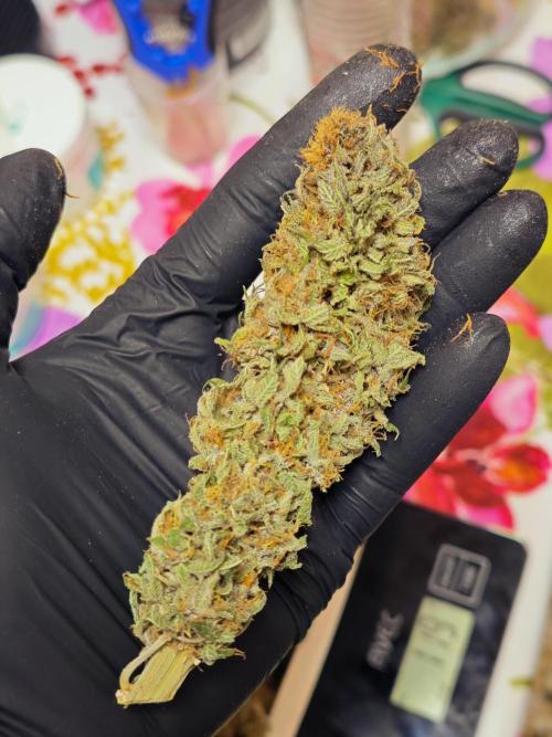 Banana Purple Punch Auto RF3 organic.. Week 11 - Banana Purple Punch Auto RF3