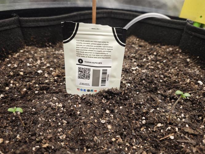Guava Auto RF3 organic.. Week 0 - Guava Auto RF3 