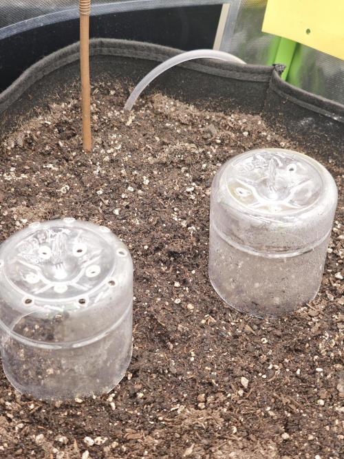 Guava Auto RF3 organic.. Week 0