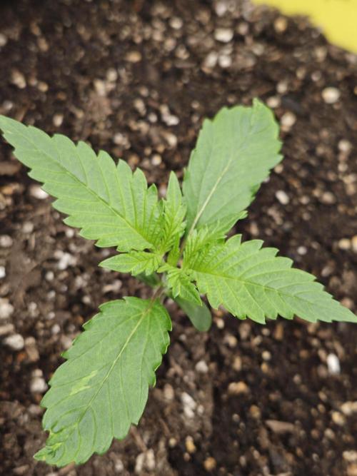 Guava Auto RF3 organic.. Week 1 - Guava Auto RF3