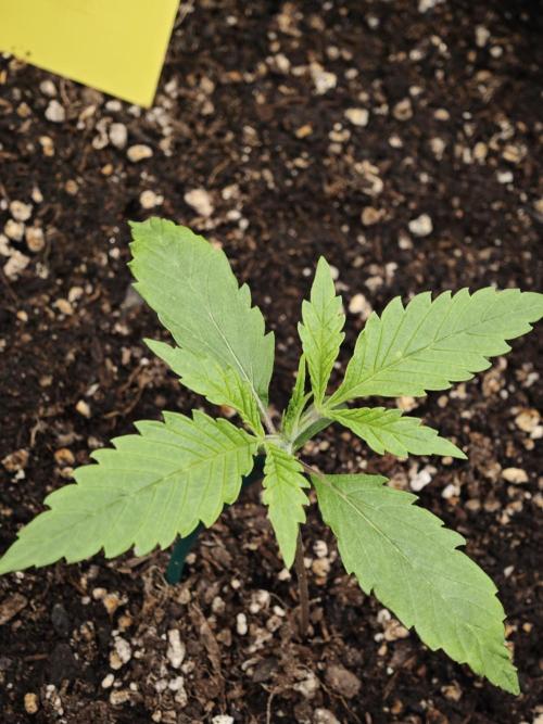 Guava Auto RF3 organic.. Week 1 - Guava Auto RF3