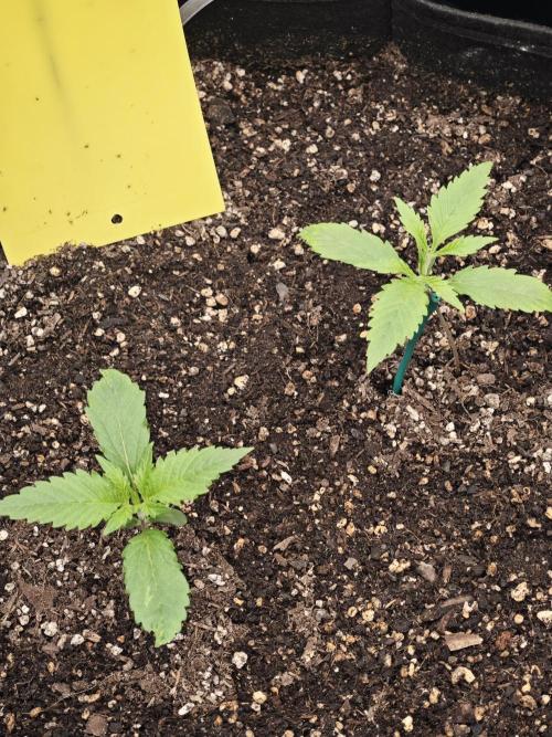 Guava Auto RF3 organic.. Week 1 - Guava Auto RF3