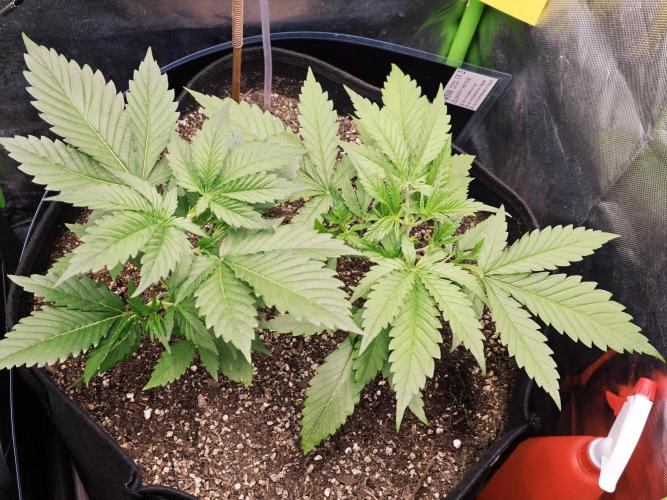 Guava Auto RF3 organic.. Week 2 - Guava Auto RF3