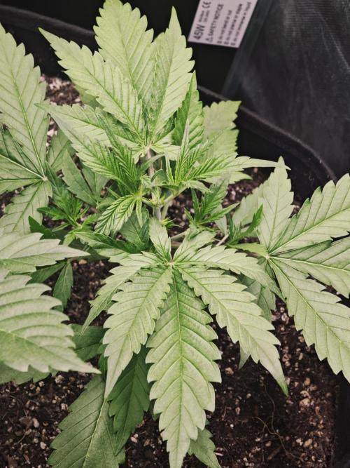 Guava Auto RF3 organic.. Week 2 - Guava Auto RF3
