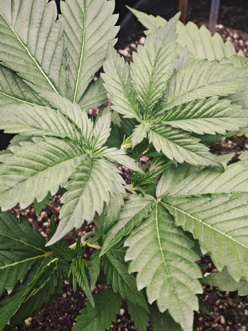 Guava Auto RF3 organic.. Week 2 - Guava Auto RF3