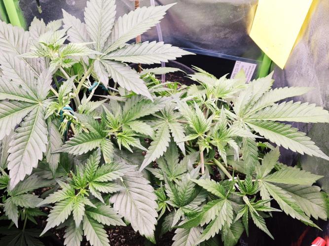 Guava Auto RF3 organic.. Week 3 - Guava Auto RF3