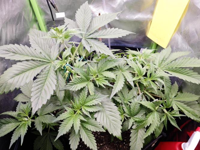 Guava Auto RF3 organic.. Week 3 - Guava Auto RF3