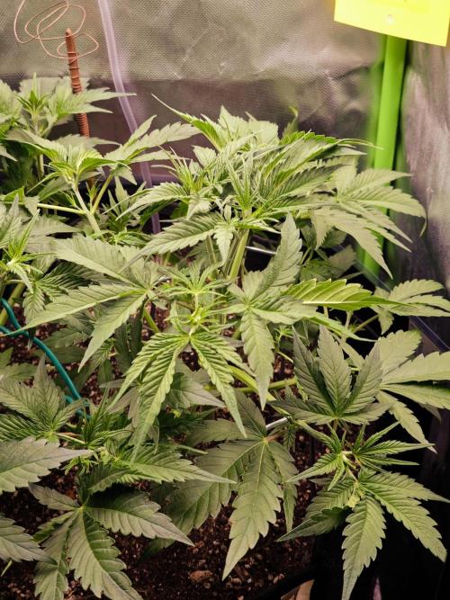 Guava Auto RF3 organic.. Week 3 - Guava Auto RF3
