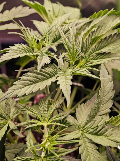 Guava Auto RF3 organic.. Week 3 - Guava Auto RF3