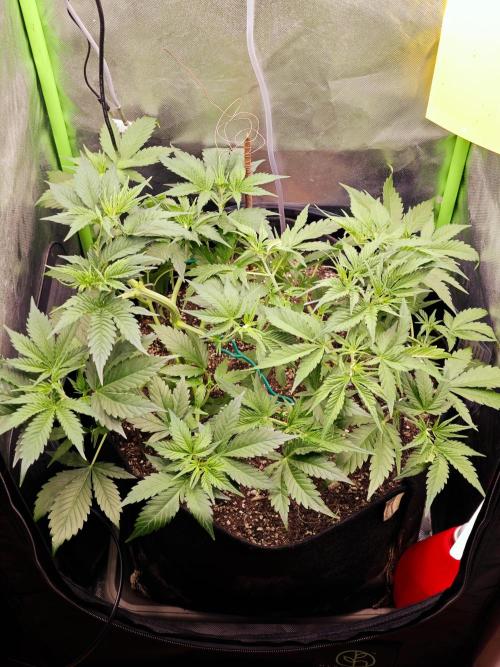 Guava Auto RF3 organic.. Week 3 - Guava Auto RF3