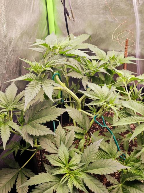 Guava Auto RF3 organic.. Week 3 - Guava Auto RF3