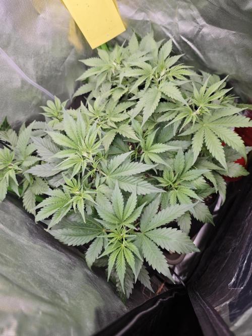 Guava Auto RF3 organic.. Week 4 - Guava Auto RF3