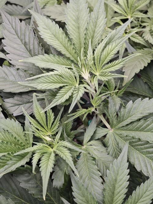 Guava Auto RF3 organic.. Week 4 - Guava Auto RF3