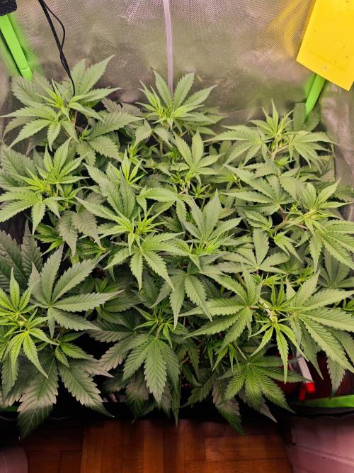 Guava Auto RF3 organic.. Week 4 - Guava Auto RF3