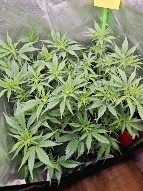 Guava Auto RF3 organic.. Week 5 - Guava Auto RF3