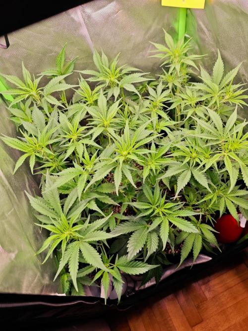 Guava Auto RF3 organic.. Week 5 - Guava Auto RF3