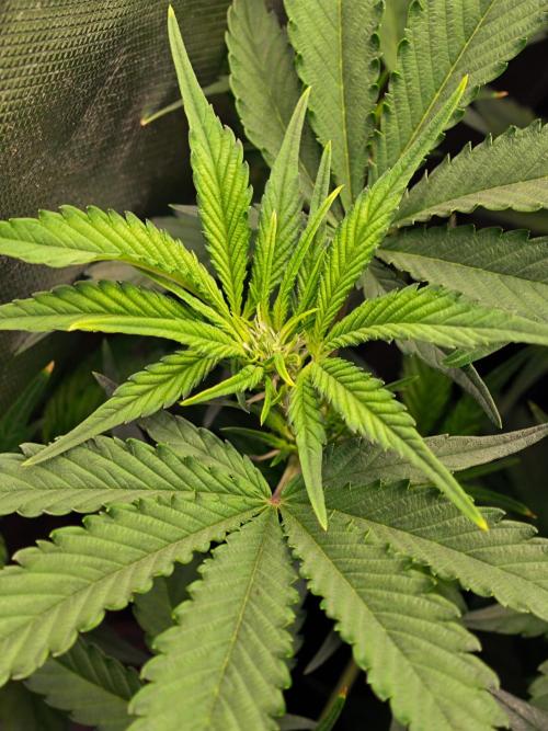 Guava Auto RF3 organic.. Week 5 - Guava Auto RF3