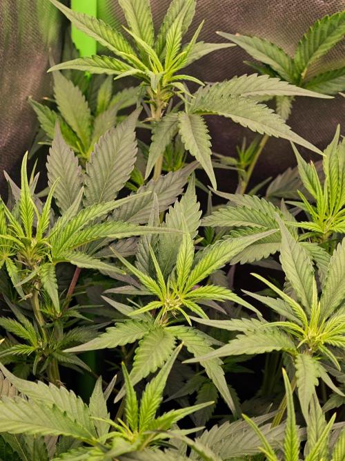 Guava Auto RF3 organic.. Week 5 - Guava Auto RF3